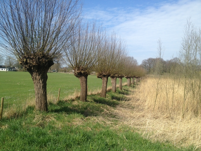 Langs de voetbalvelden, in het oosten, staan knotwilgen