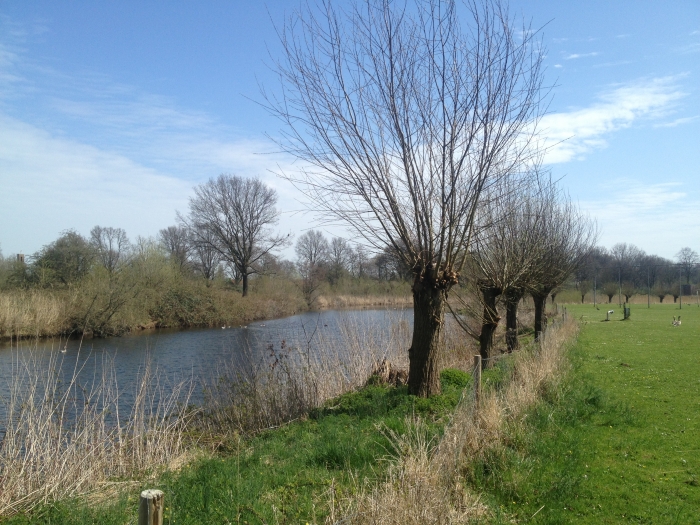 Deze wilgen staan van oost naar west langs de Oude IJssel