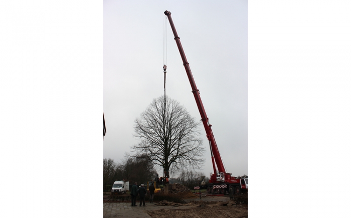 Het verplanten van de bestaande linde