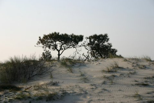 Duynvallei_groet1 image