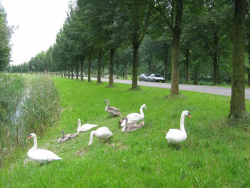 Twiske_oostzaan2 image